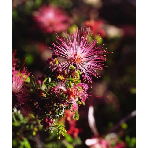 California, Anza-Borrego Desert SP Wildflower